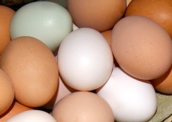 picture of multi colored eggs